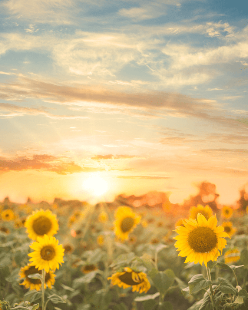 Stralende zon over een weiland met zonnebloemen